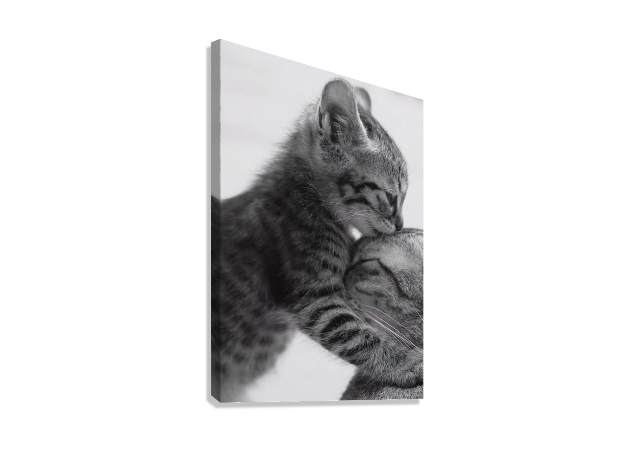 CUTE KITTEN CANVAS POSTER