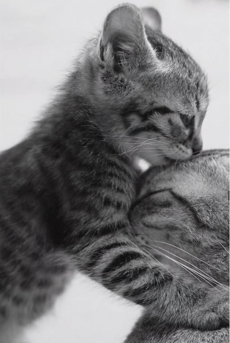 CUTE KITTEN CANVAS POSTER