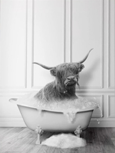 FUNNY ANIMAL POSTER BUFFALO