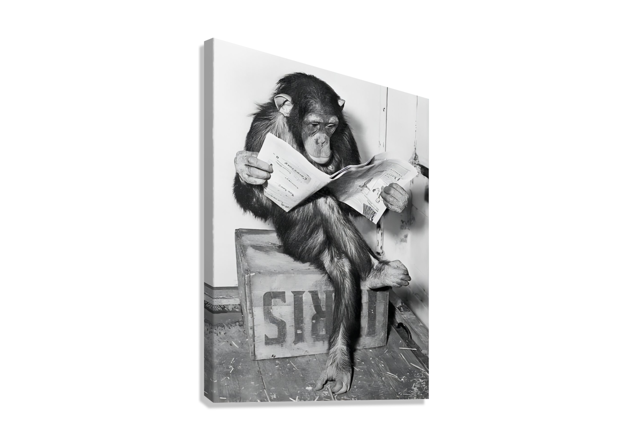 CUTE MONKEY SITTING AND READING NEWSPAPER CANVAS POSTER