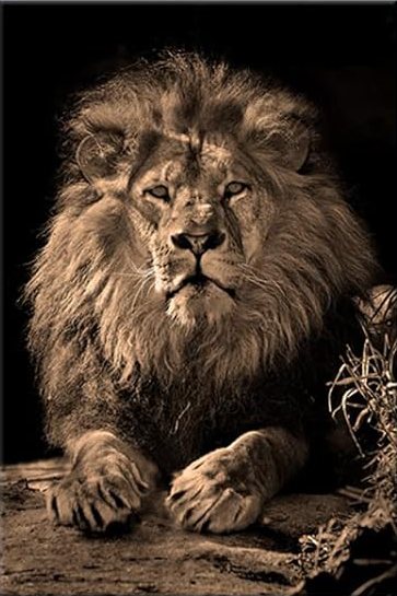 MAJESTIC LION CANVAS POSTER