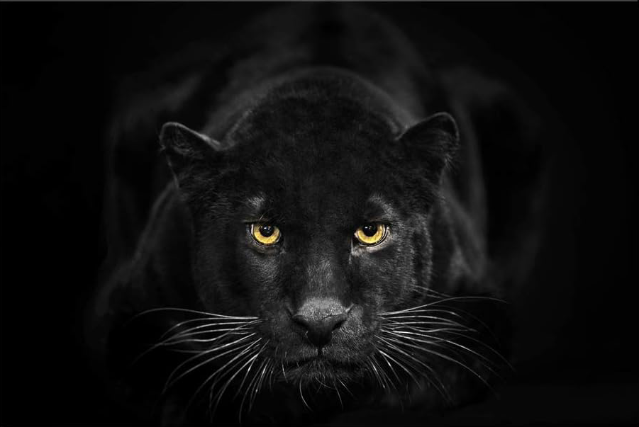 BLACK PANTHER CANVAS POSTER