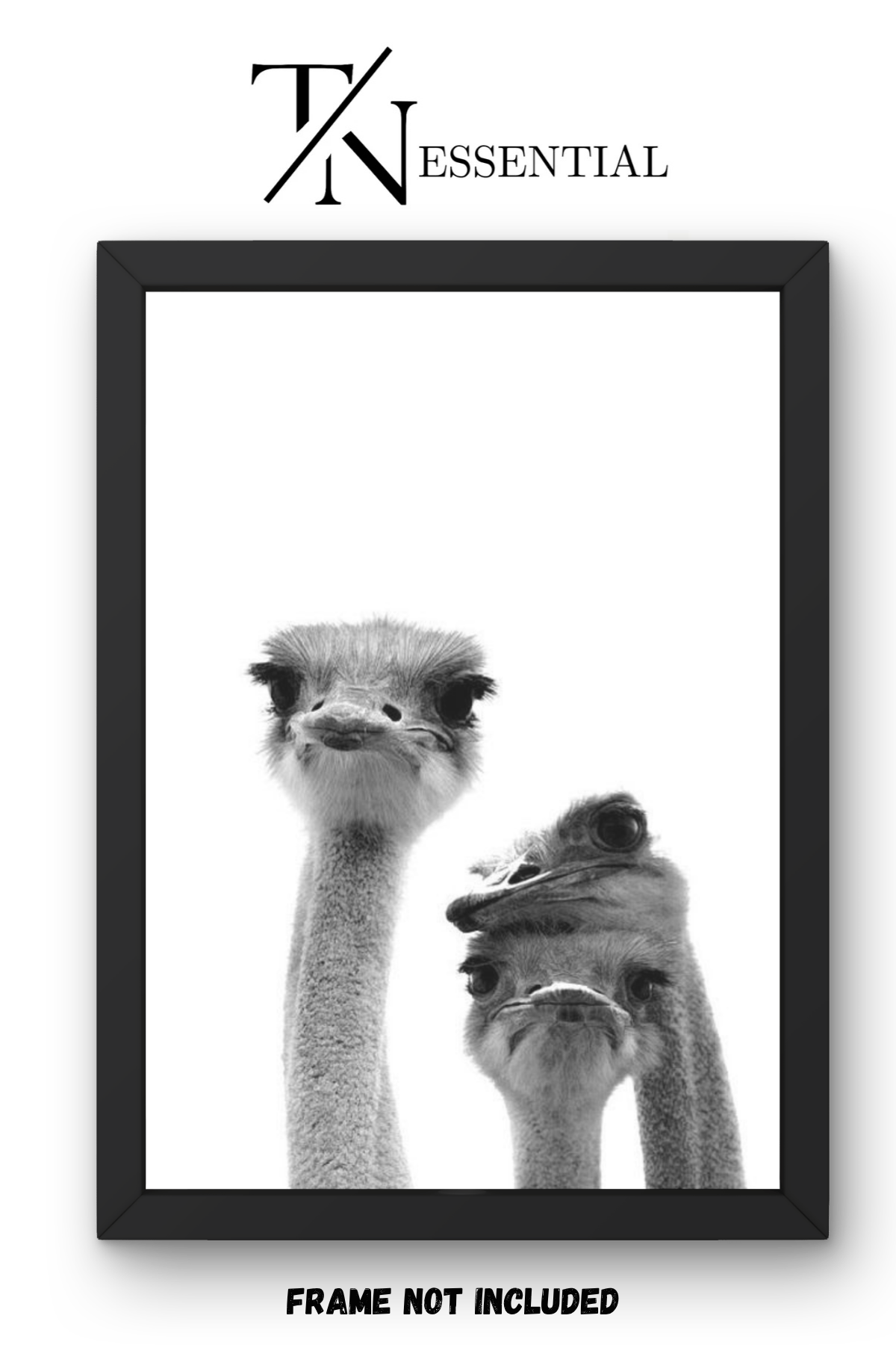 CURIOUS OSTRICH TRIO CANVAS POSTER