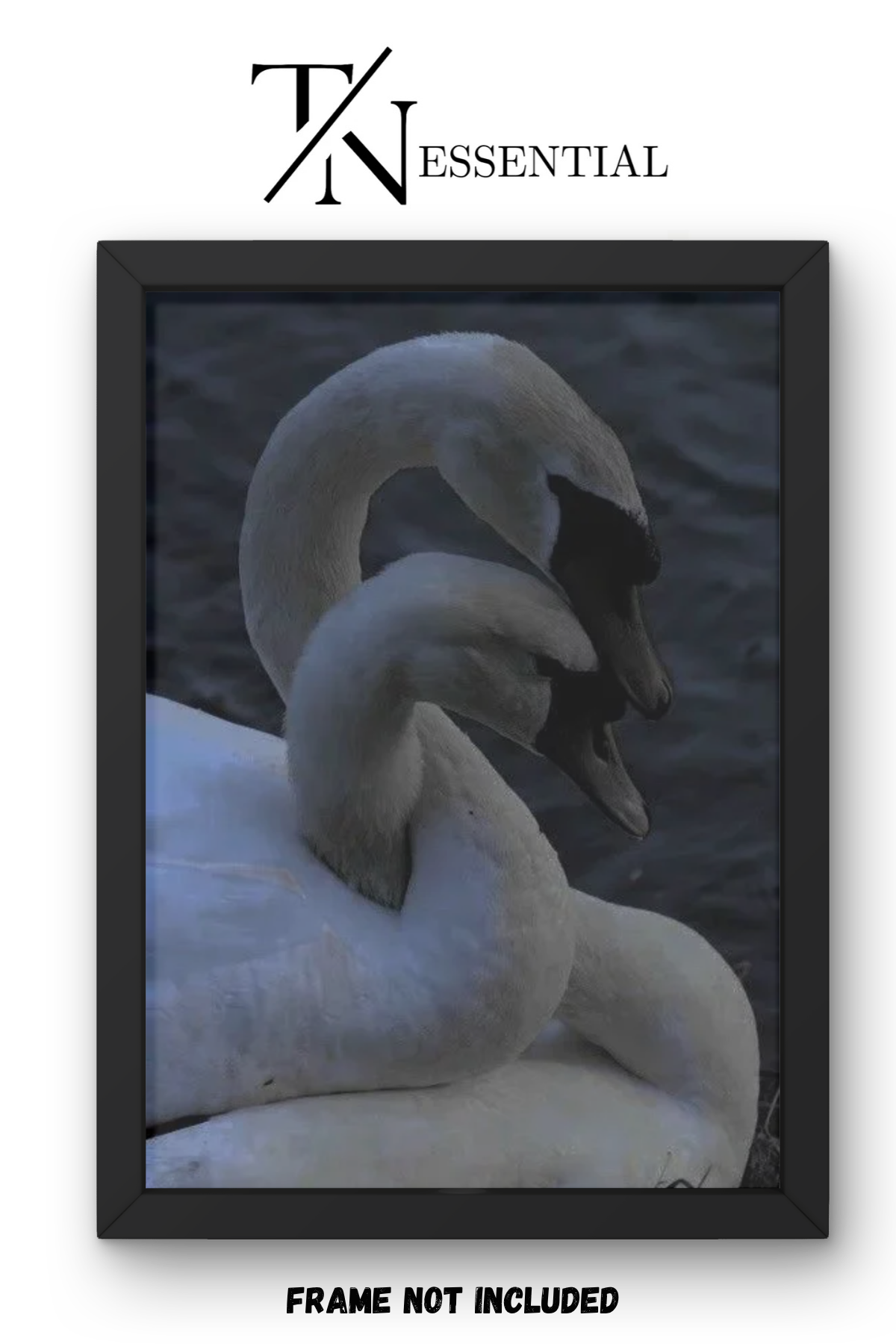 SOFT SWAN SILENCE CANVAS POSTER