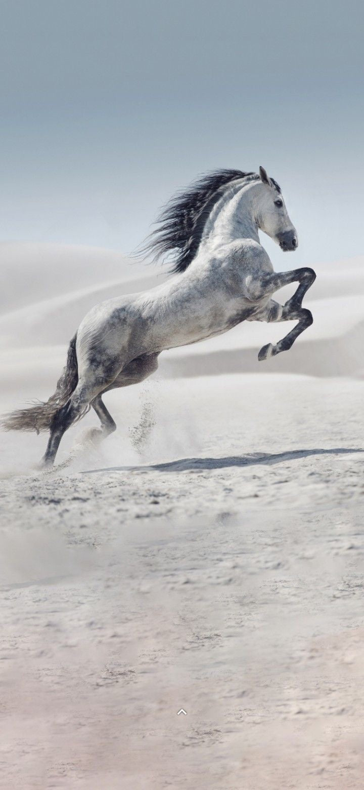 ARABIAN HORSE SAND DUNES CANVAS POSTER