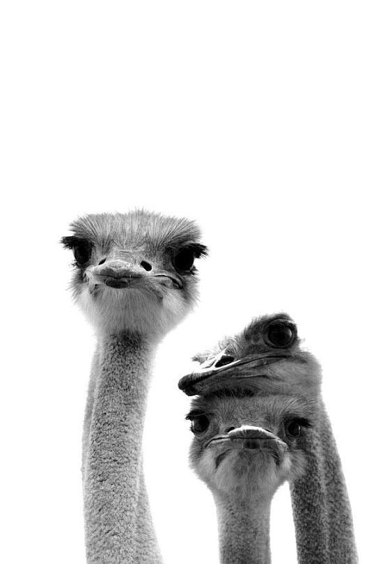 CURIOUS OSTRICH TRIO CANVAS POSTER