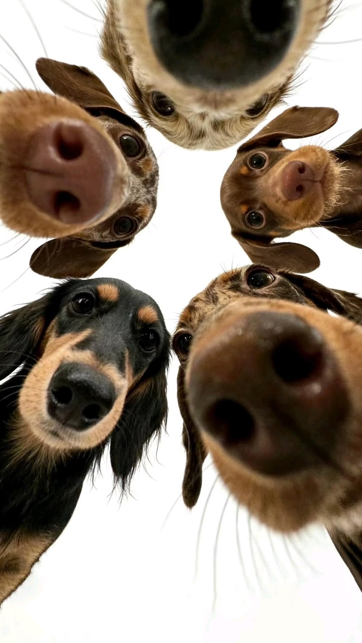 CURIOUS PUPPY FACES CANVAS POSTER