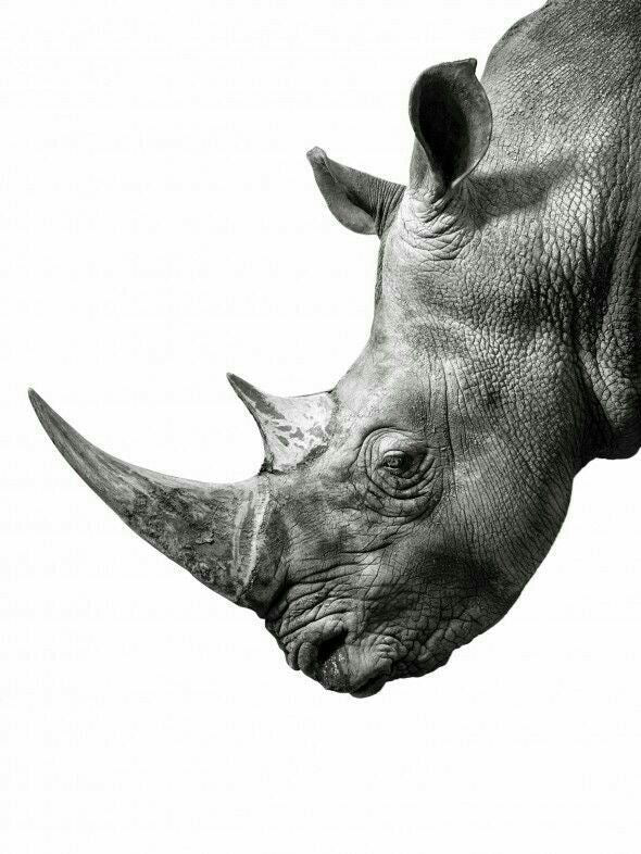 SAFARI RHINO CLOSE UP CANVAS POSTER