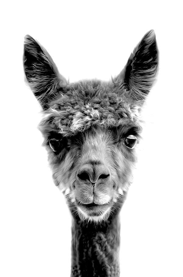 CUTE LLAMA PORTRAIT CANVAS POSTER