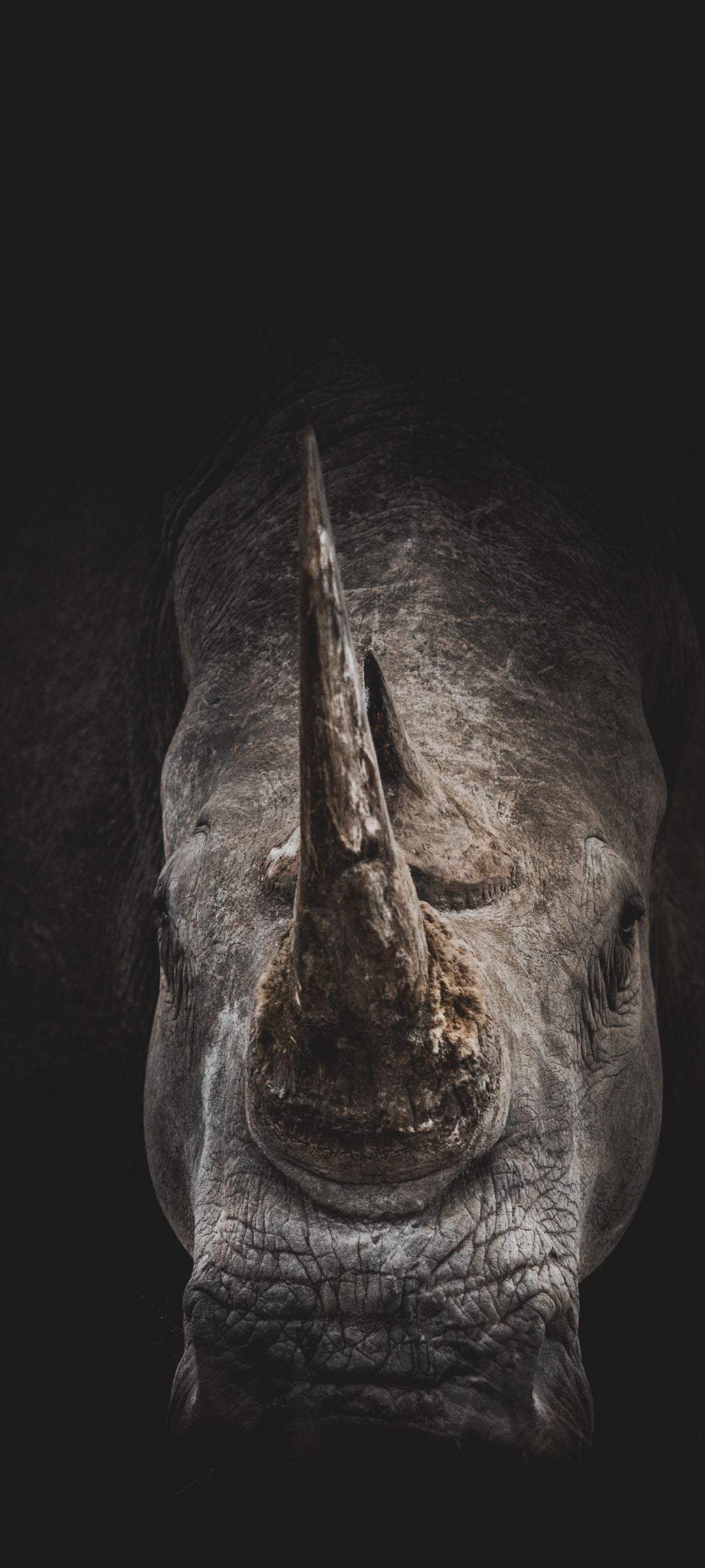 WILDLIFE RHINO PHOTOGRAPHY CANVAS POSTER
