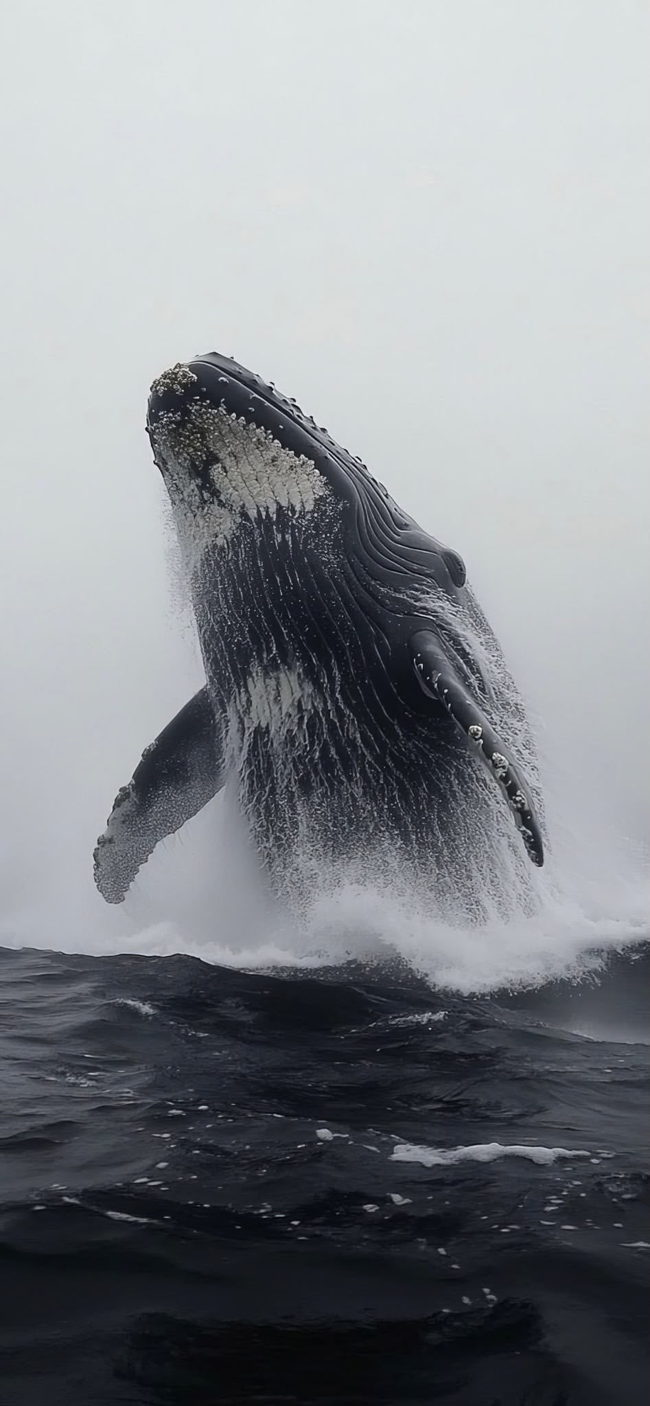 HUMPBACK WHALE SPLASH CANVAS POSTER