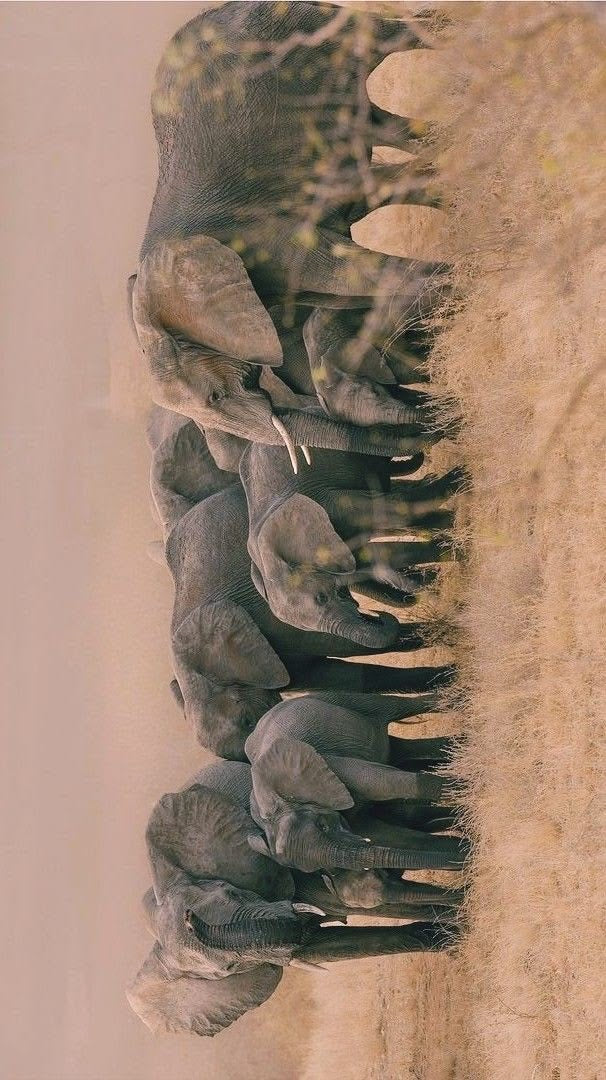 ELEPHANT HERD SAFARI CANVAS POSTER