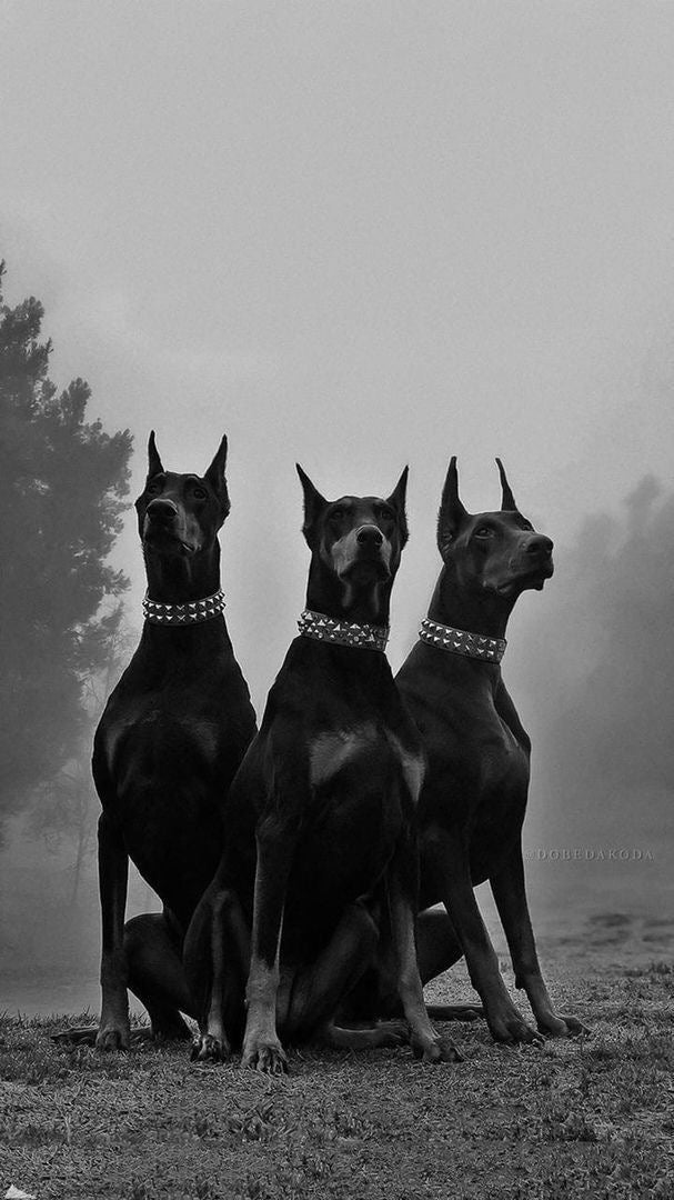 MIDNIGHT DOBERMAN TRIO CANVAS POSTER