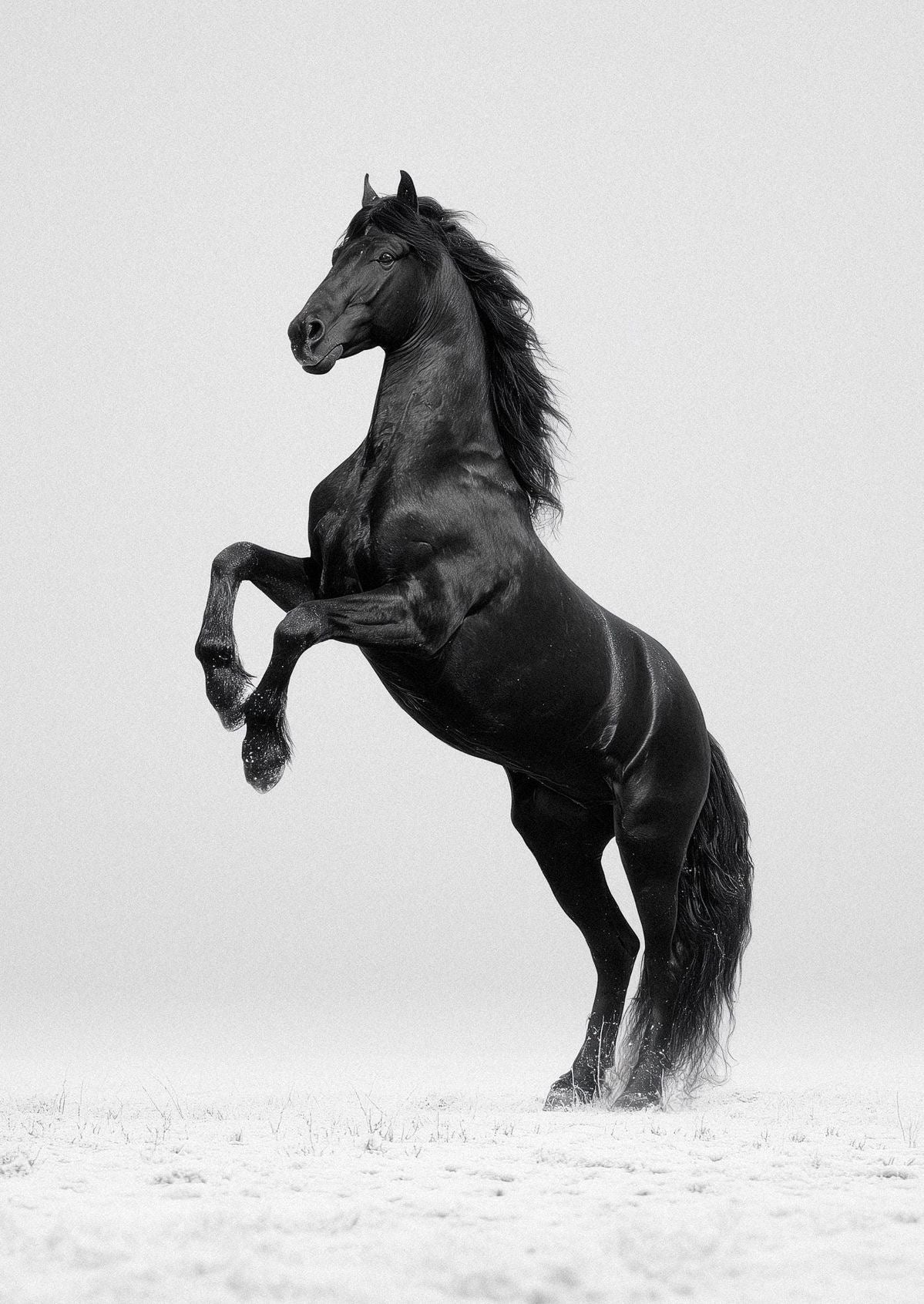 MAJESTIC REARING BLACK STALLION CANVAS POSTER