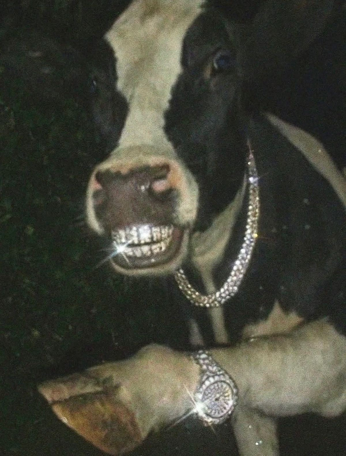 ICED-OUT FARM BOSS COW WITH DIAMOND GRILL AND ROLEX DRIP CANVAS POSTER