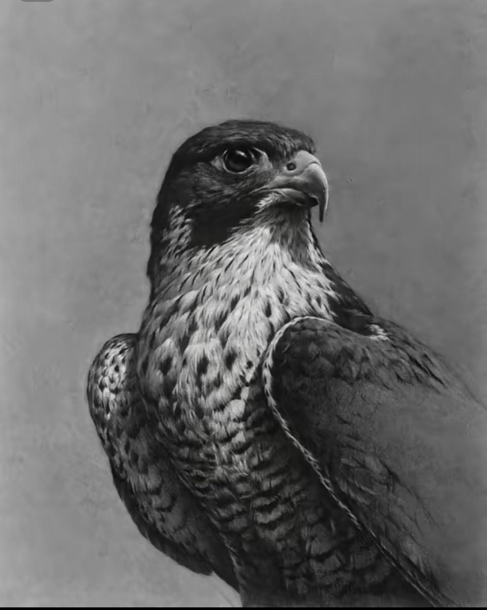 FALCON MAJESTY SHARP VISION AND SPEED WILDLIFE ART CANVAS POSTER