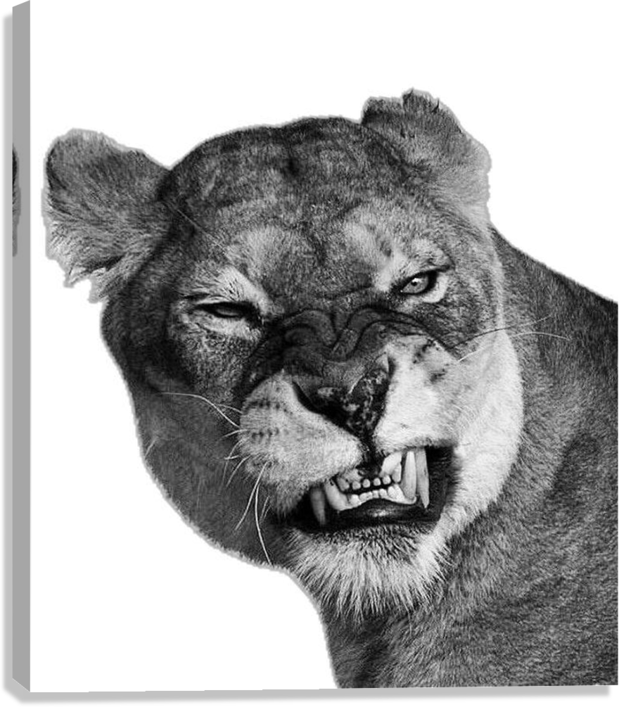FEROCIOUS LIONESS RAW POWER WILDLIFE CANVAS POSTER