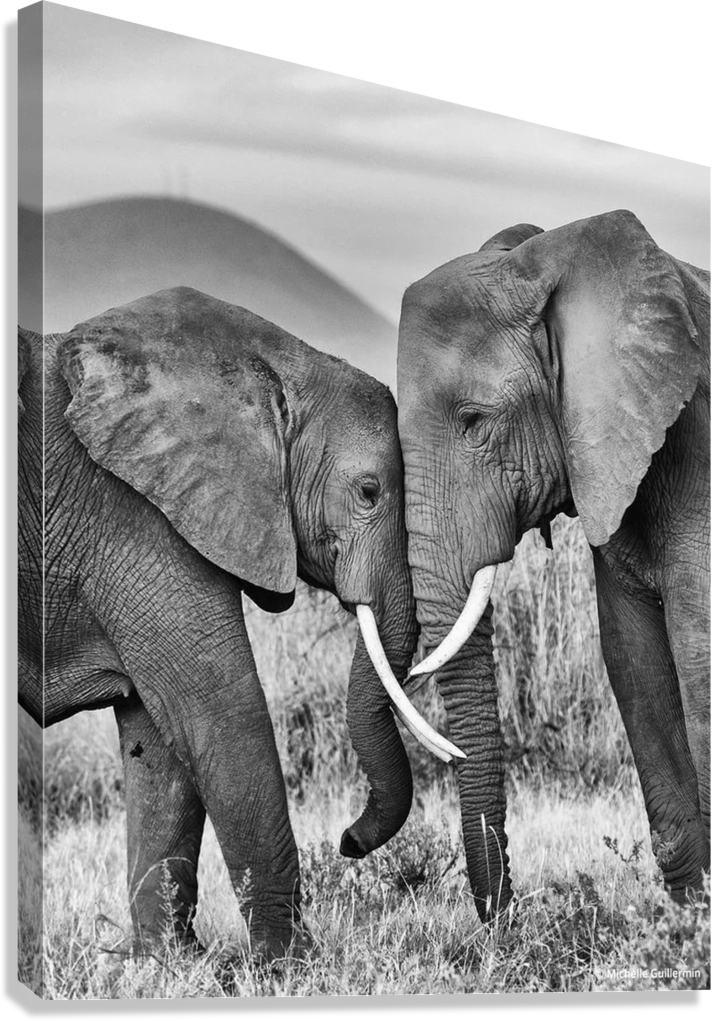 ELEPHANT FAMILY SAFARI CANVAS POSTER