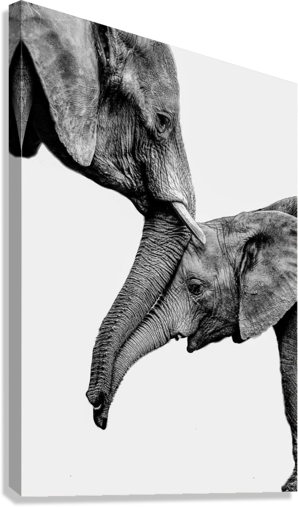 WILDLIFE FAMILY MOMENT CANVAS POSTER