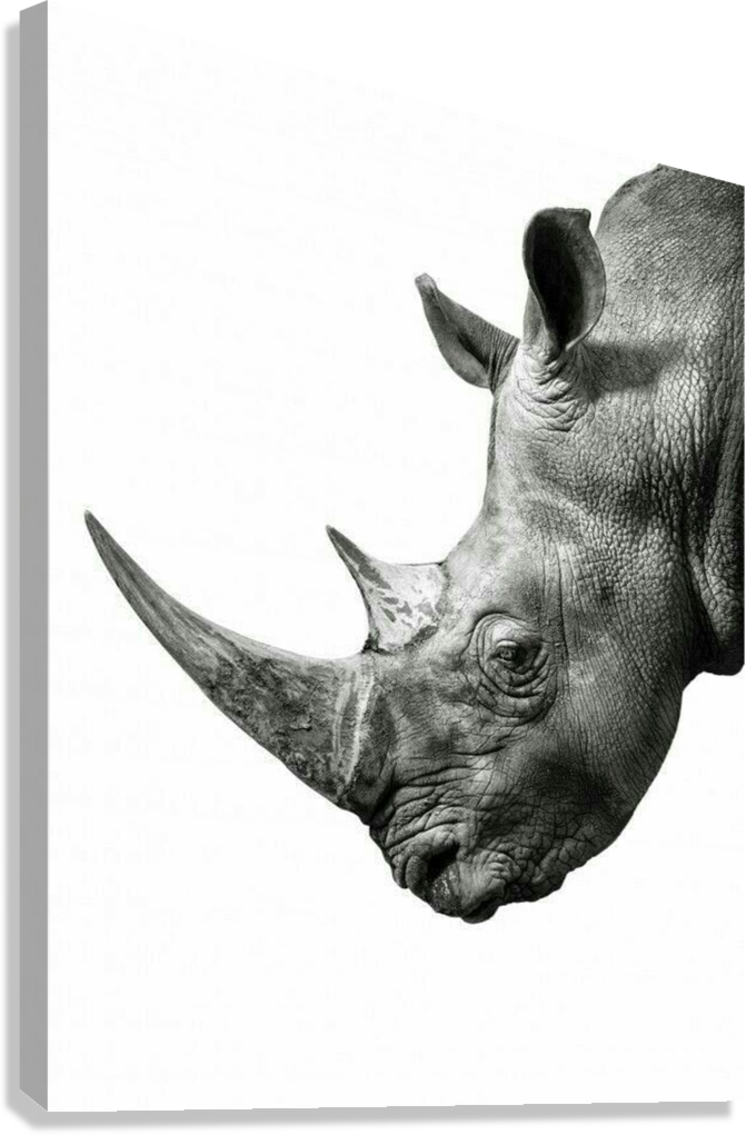 SAFARI RHINO CLOSE UP CANVAS POSTER