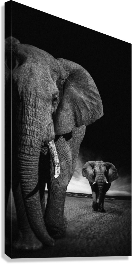 ELEPHANT FAMILY WALK CANVAS POSTER