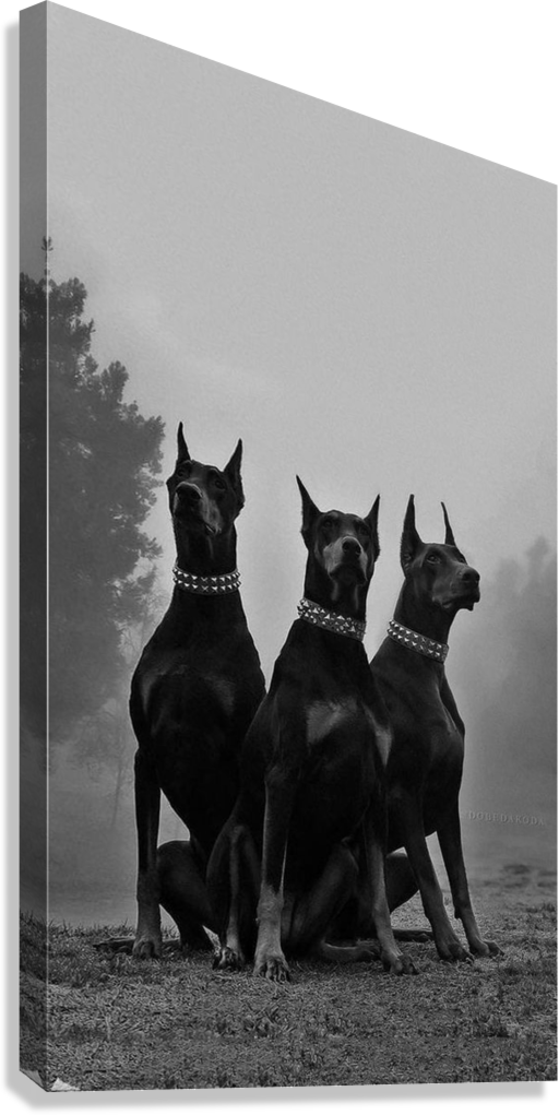 MIDNIGHT DOBERMAN TRIO CANVAS POSTER