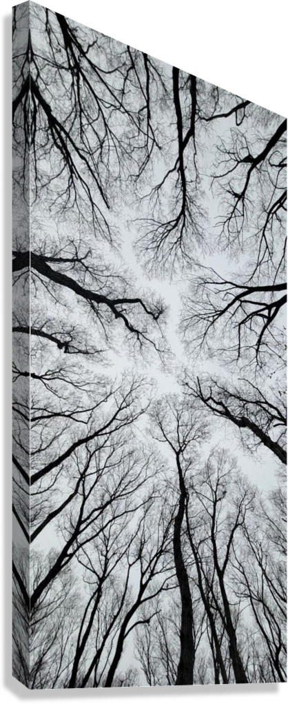 FOREST VEINS ABOVE CANVAS POSTER