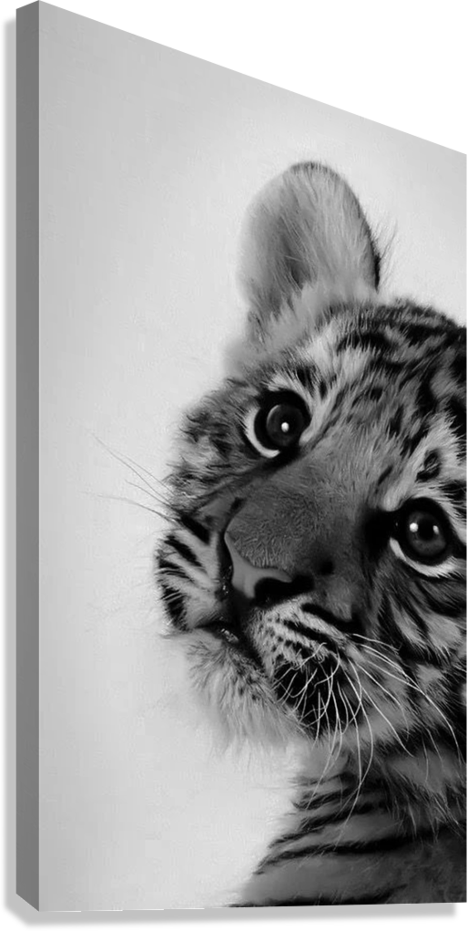 BABY TIGER EYES CANVAS POSTER