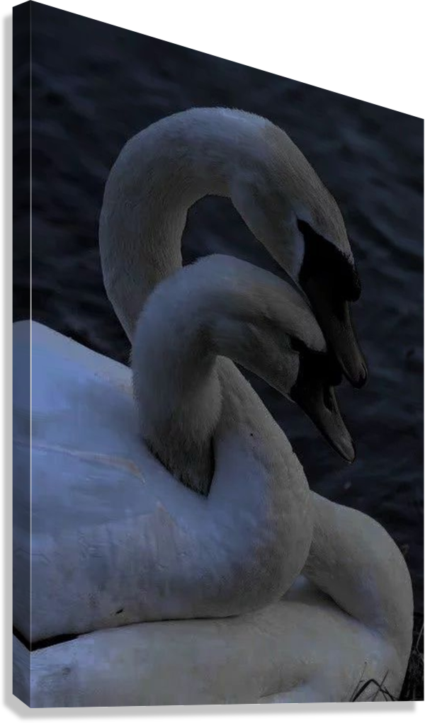 SOFT SWAN SILENCE CANVAS POSTER