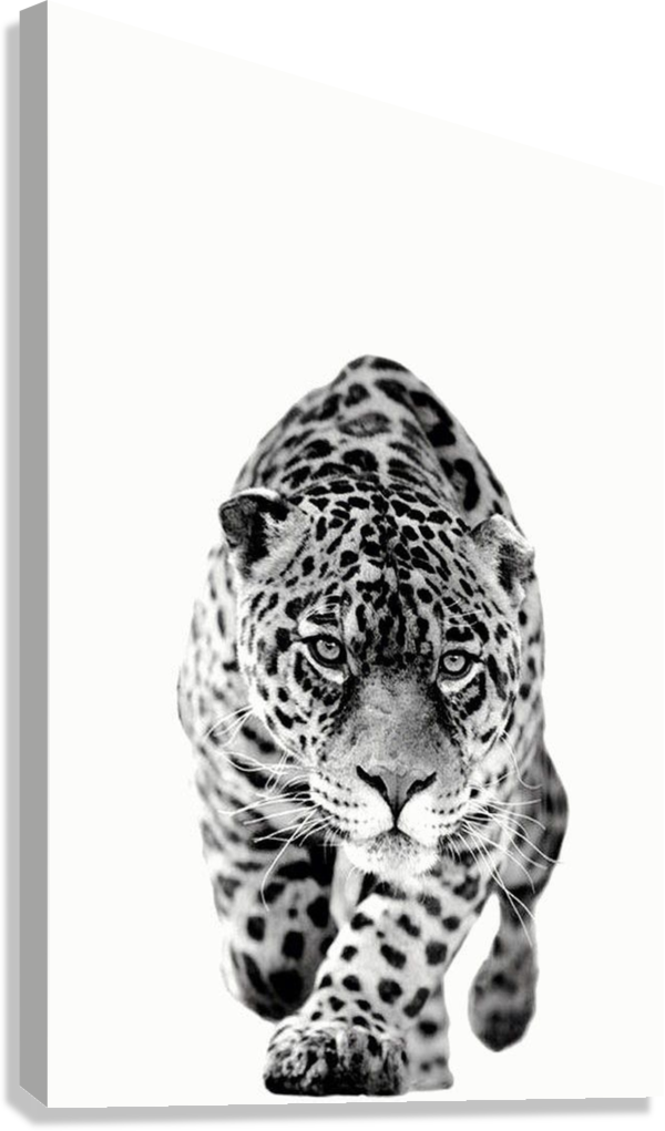 SHADOW LEOPARD STARE CANVAS POSTER