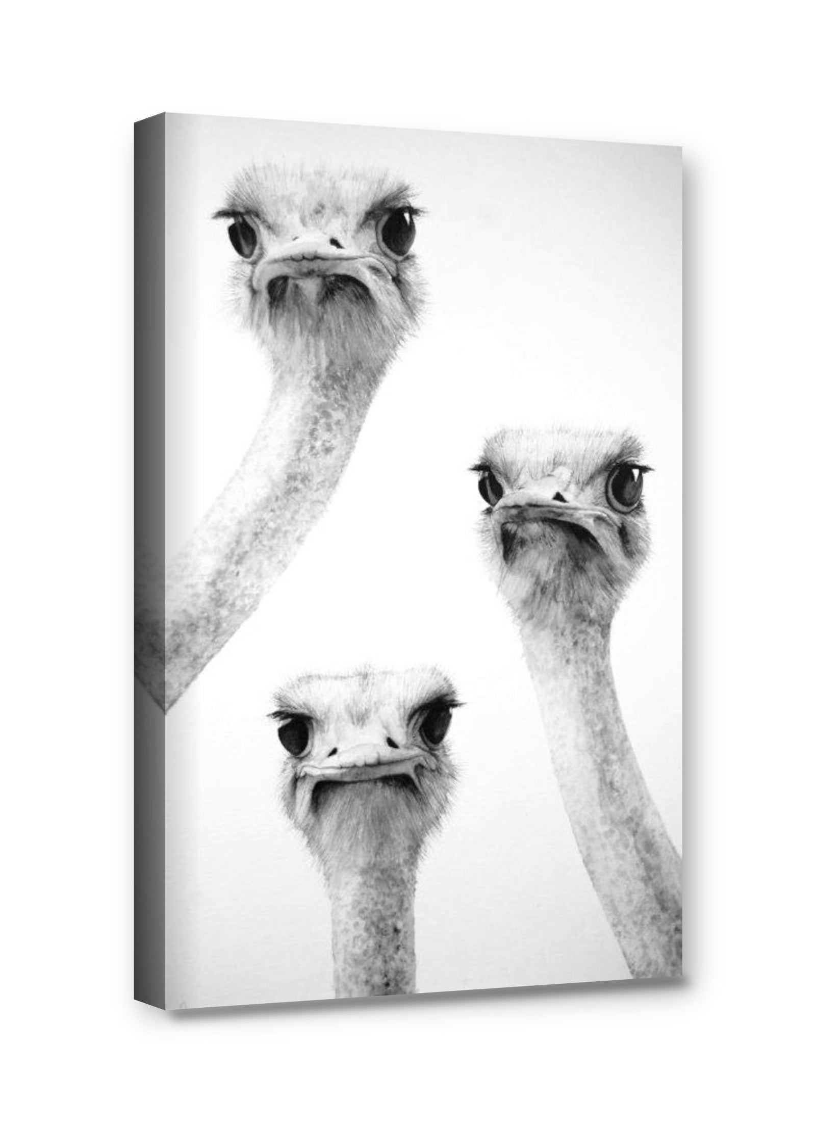 Framed canvas