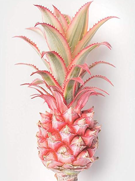 AESTHETIC PINK PINEAPPLE CANVAS POSTER