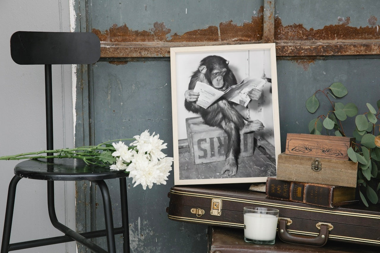 CUTE MONKEY SITTING AND READING NEWSPAPER CANVAS POSTER