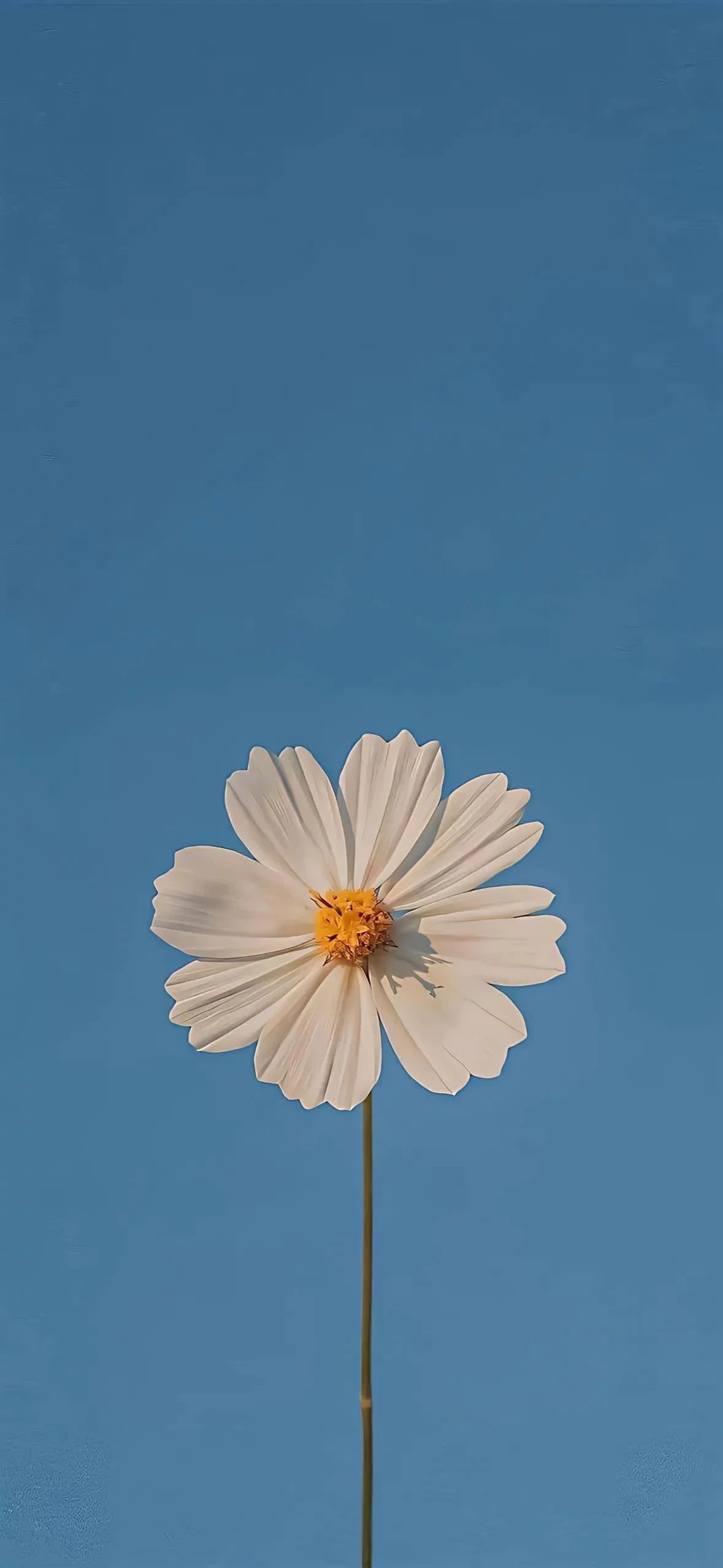 SINGLE DAISY AESTHETIC CANVAS POSTER