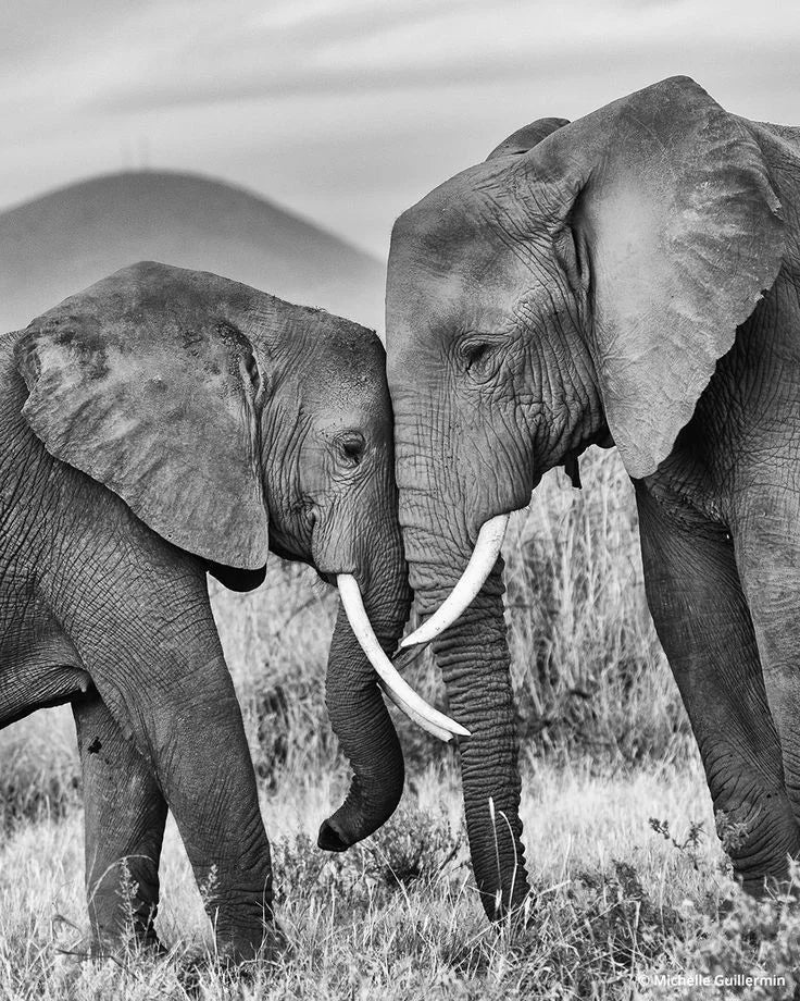 ELEPHANT FAMILY SAFARI CANVAS POSTER