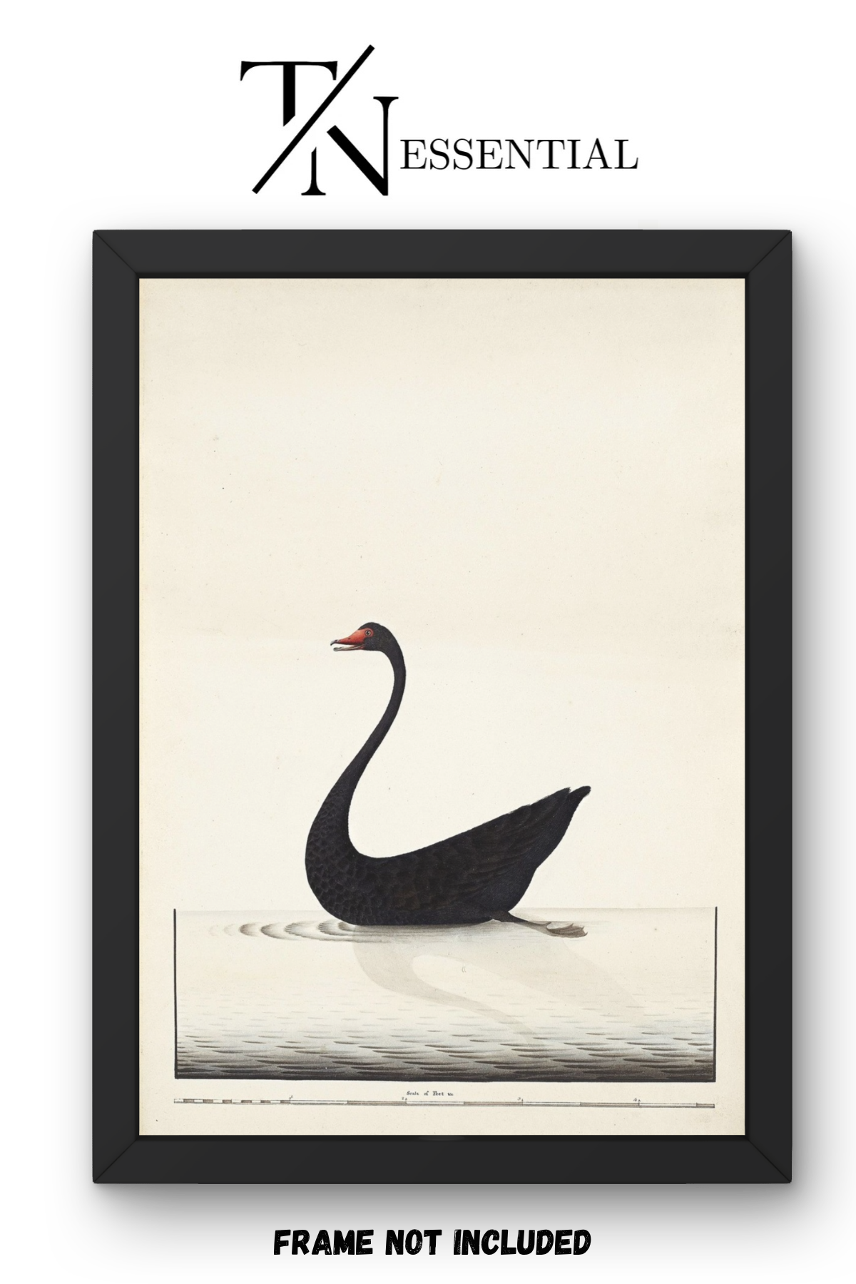 BLACK SWAN VINTAGE CANVAS POSTER