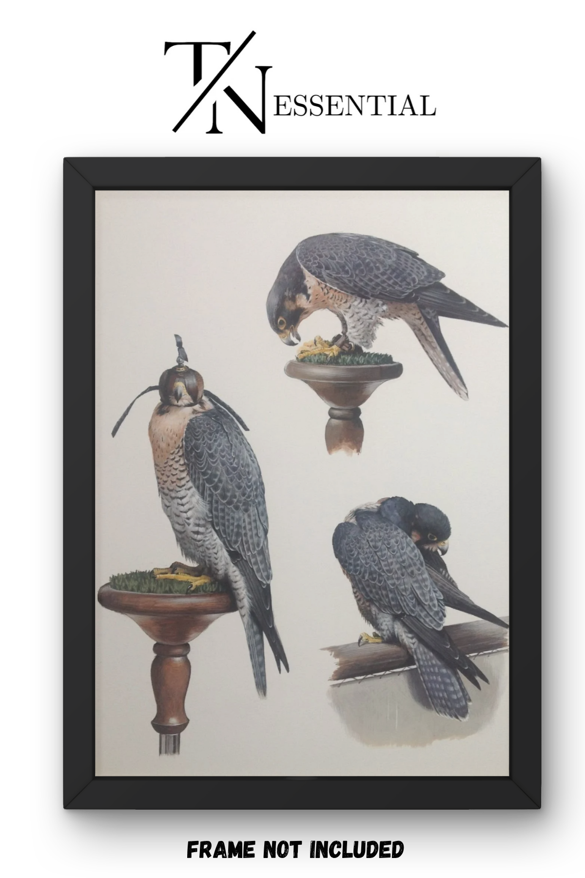 MAJESTIC FALCON PERCH CANVAS POSTER