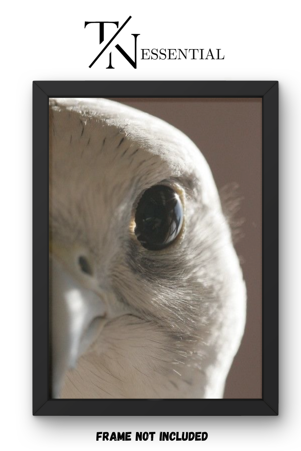 WHITE FALCON VISION CANVAS POSTER