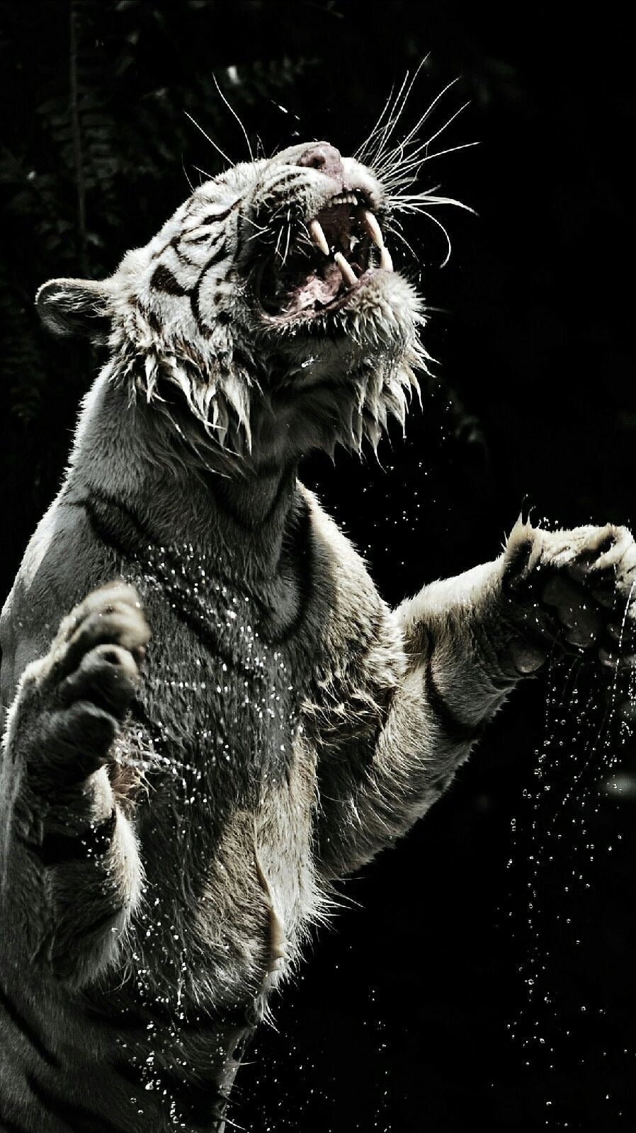 FIERCE TIGER AESTHETIC CANVAS POSTER