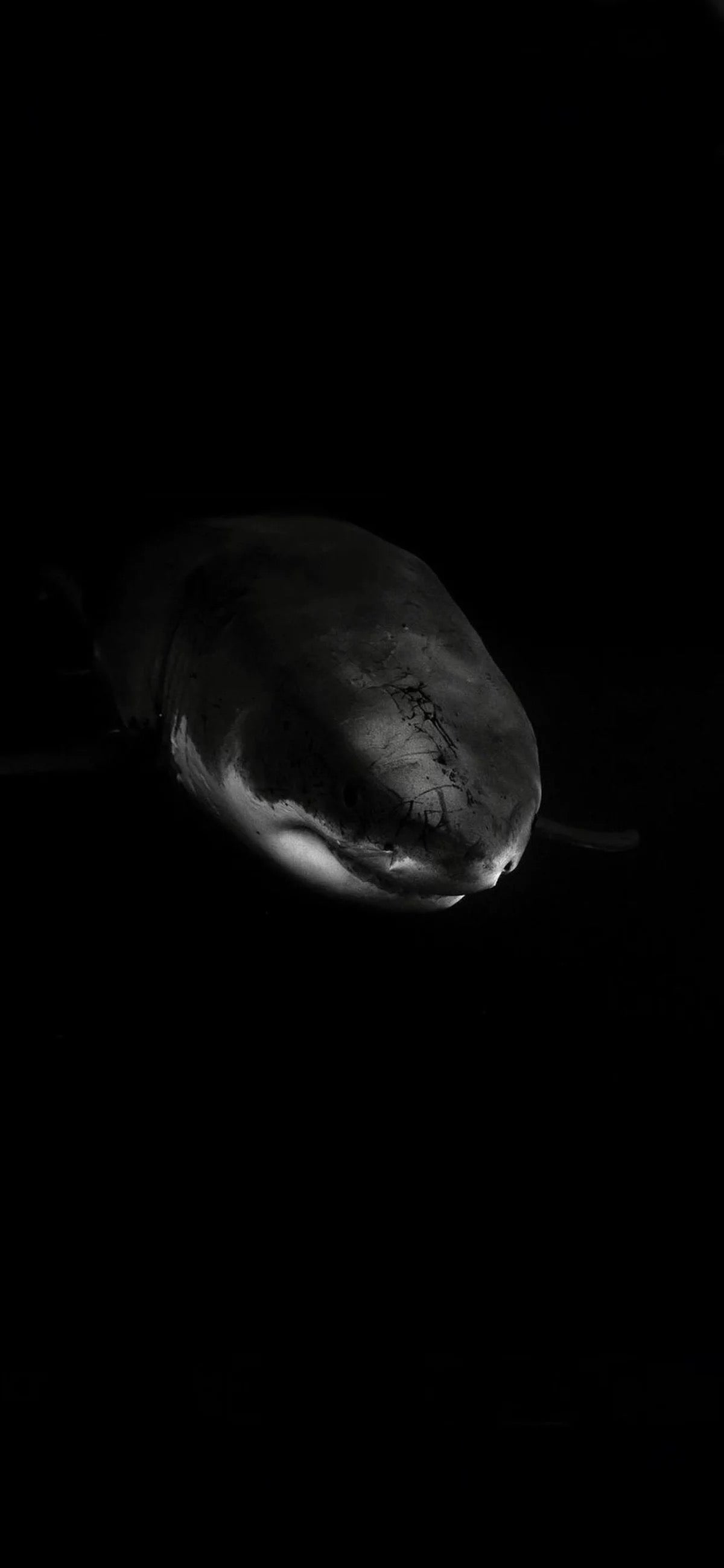 DEEP SEA PREDATOR CANVAS POSTER