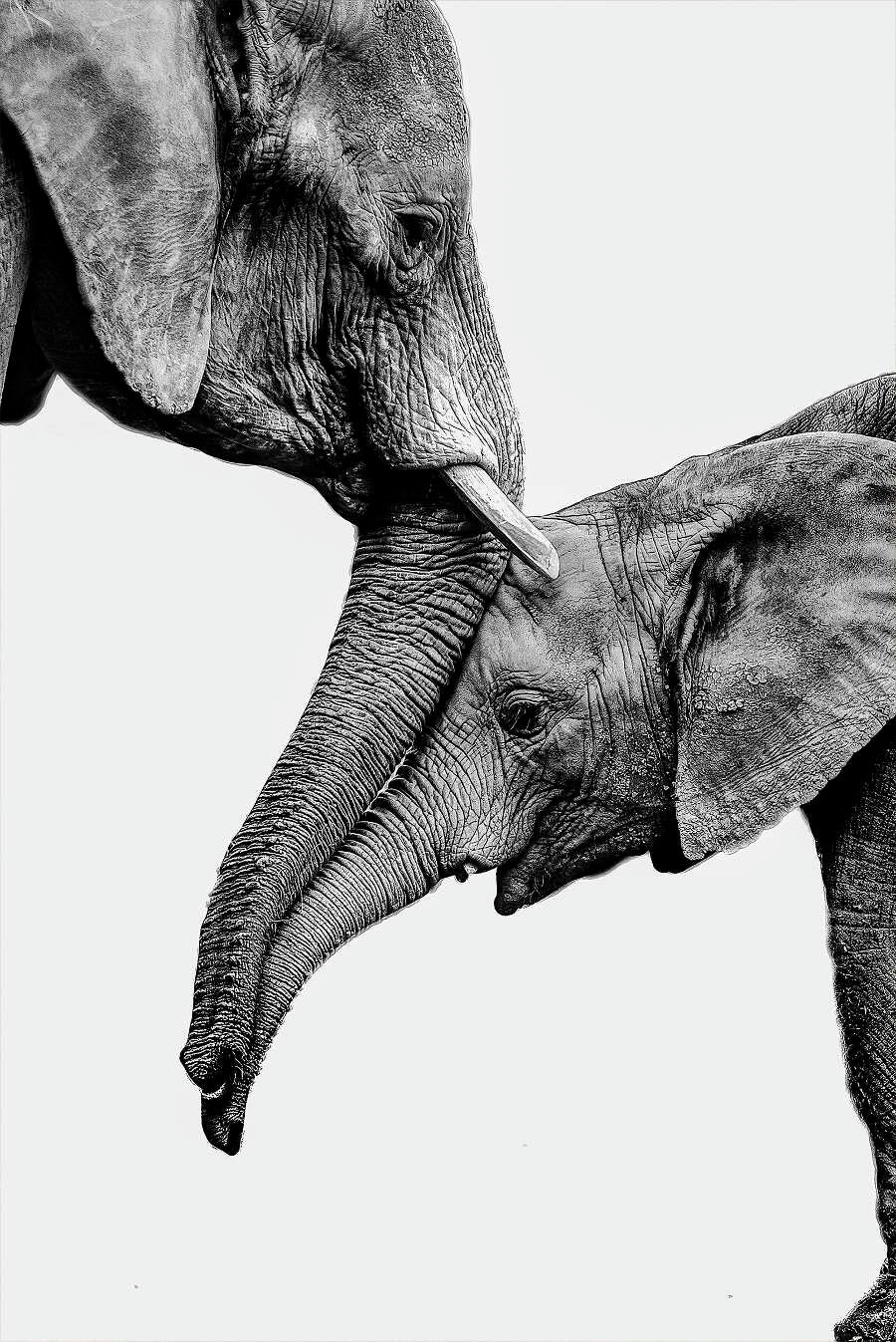 WILDLIFE FAMILY MOMENT CANVAS POSTER