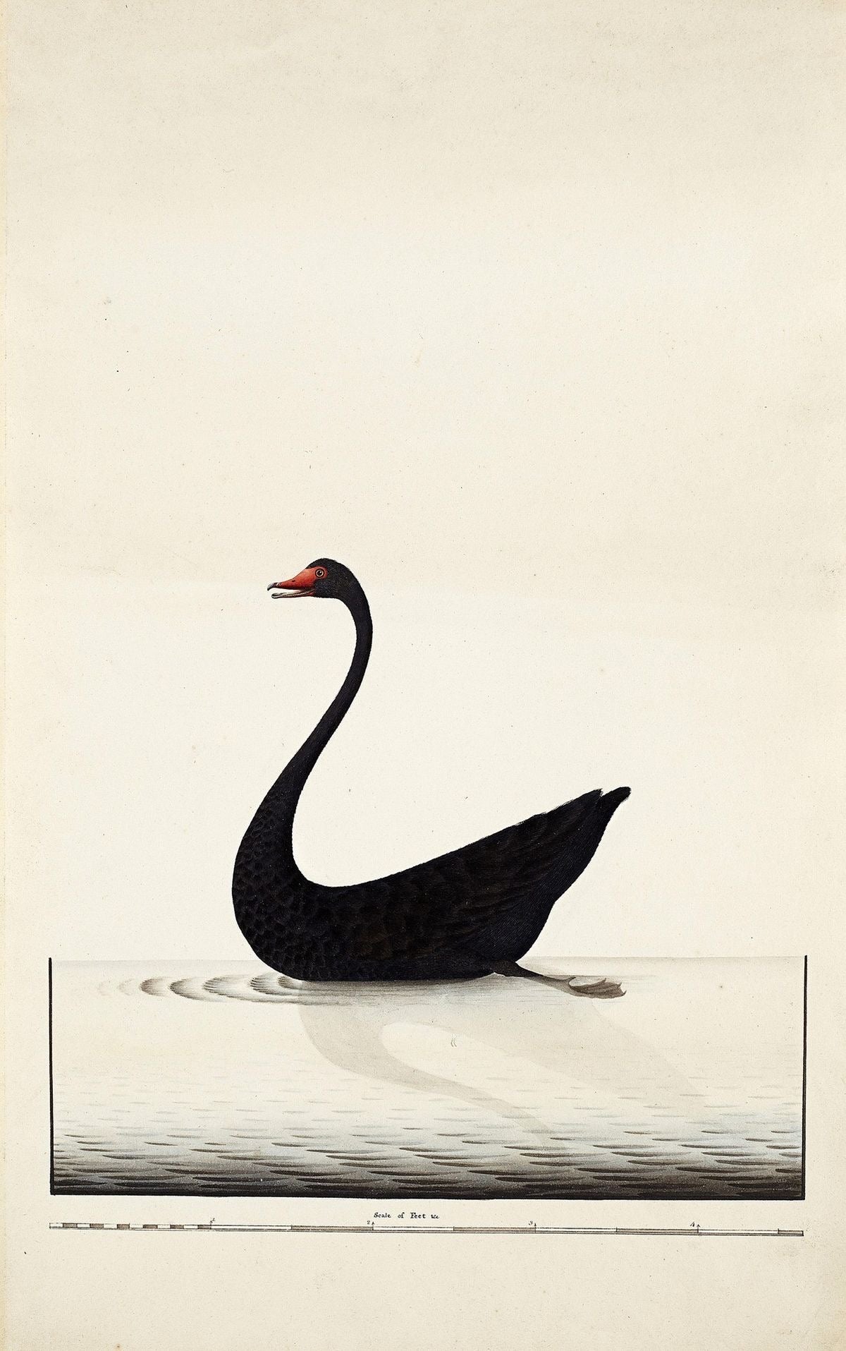 BLACK SWAN VINTAGE CANVAS POSTER