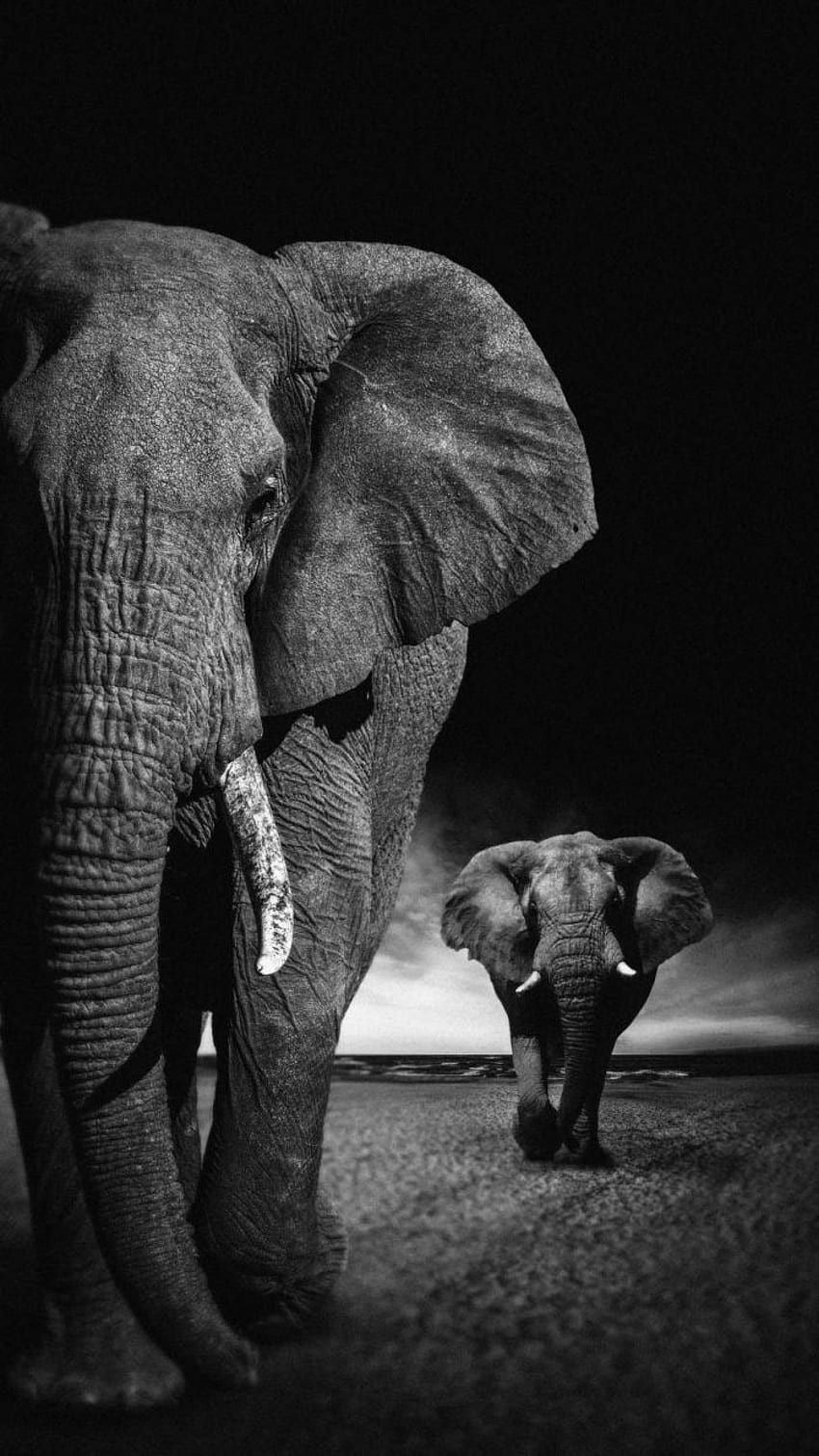 ELEPHANT FAMILY WALK CANVAS POSTER