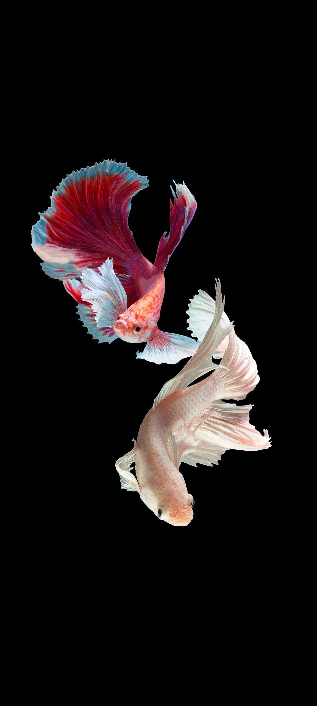 ELEGANT FISH DUO CANVAS POSTER