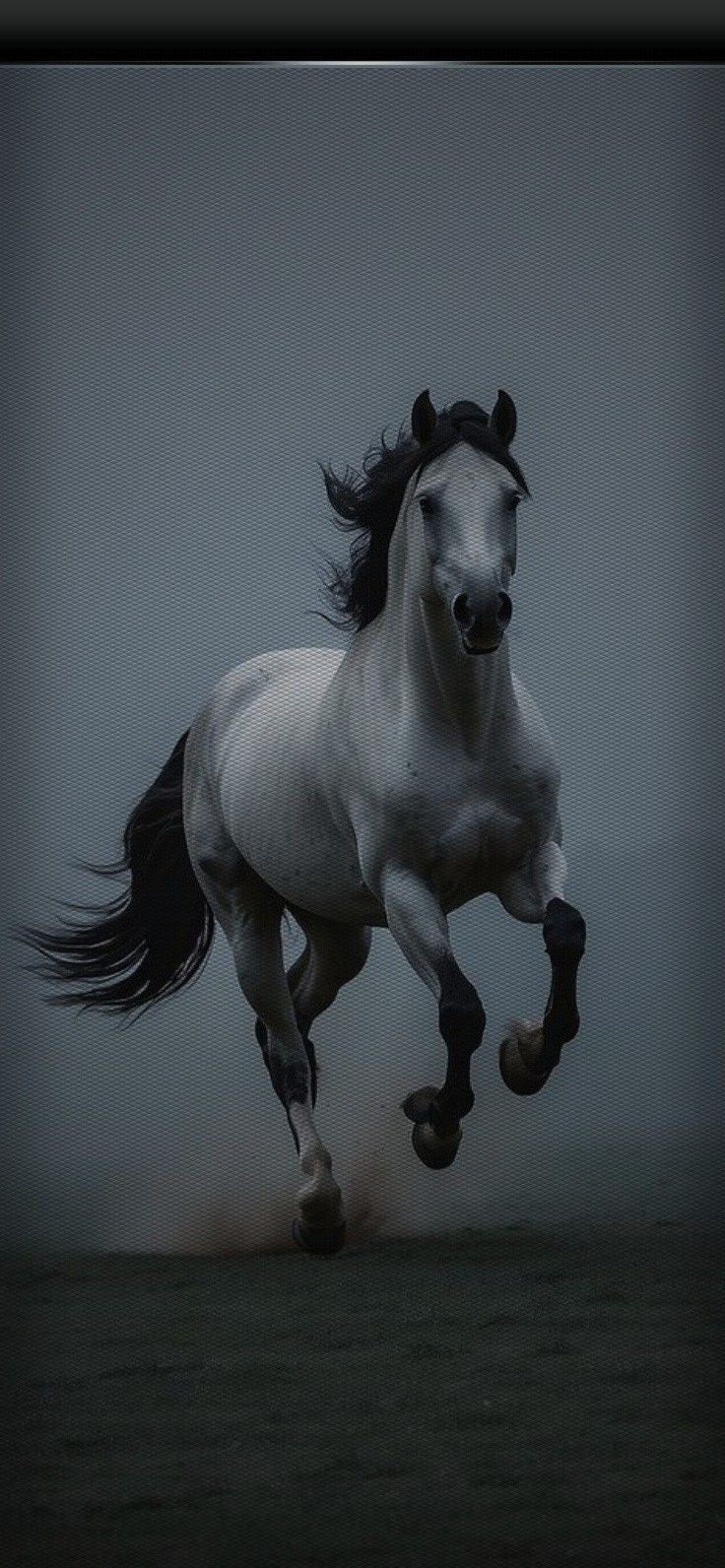 MAJESTIC HORSE PHOTOGRAPHY CANVAS POSTER