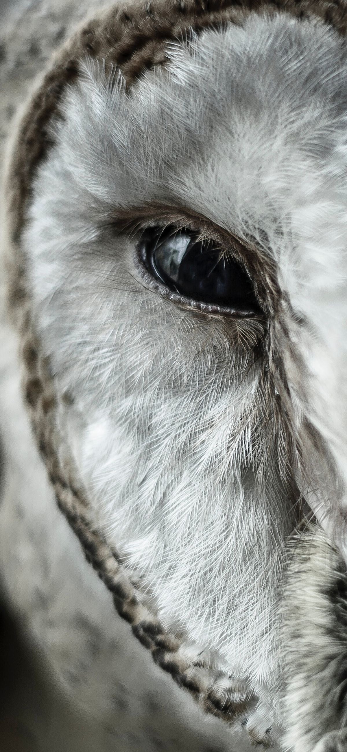 SILENT OWL GAZE CANVAS POSTER