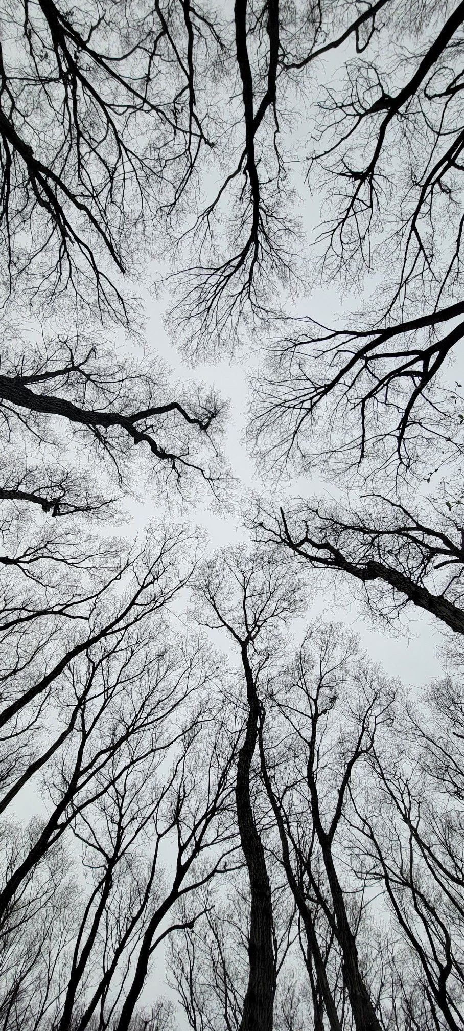 FOREST VEINS ABOVE CANVAS POSTER