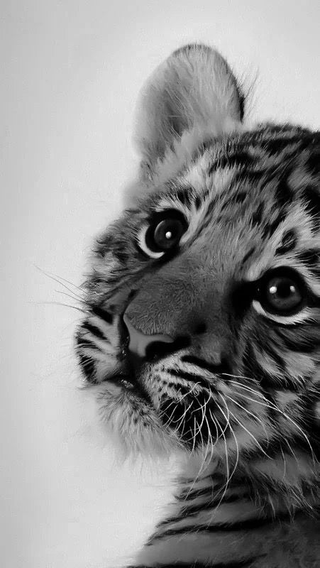 BABY TIGER EYES CANVAS POSTER