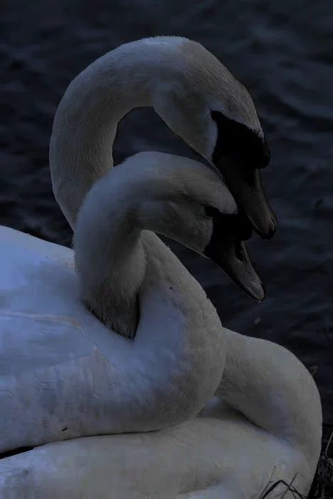 SOFT SWAN SILENCE CANVAS POSTER