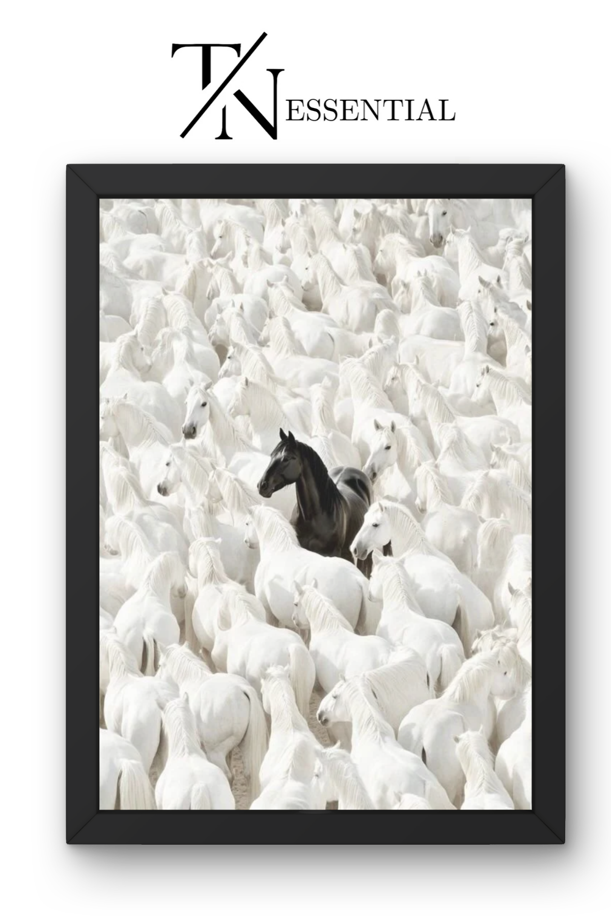 UNIQUE BLACK STALLION IN WHITE HORSES CANVAS POSTER